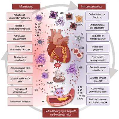 Inflammaging, immunosenescence, and cardiovascular aging: insights into long COVID implications